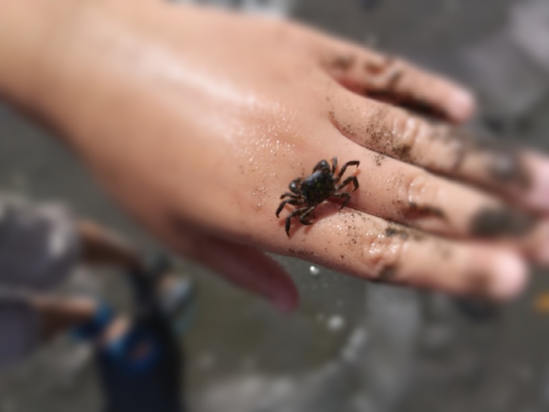 横浜の潮干狩り