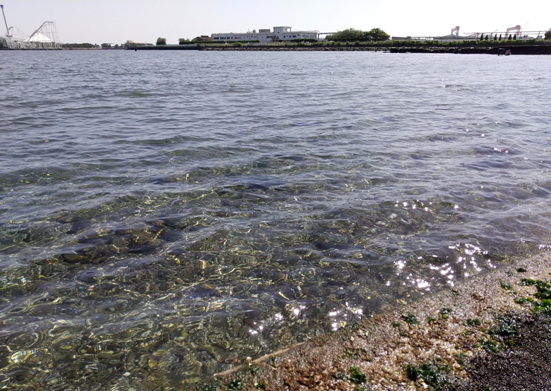 横浜で潮干狩り